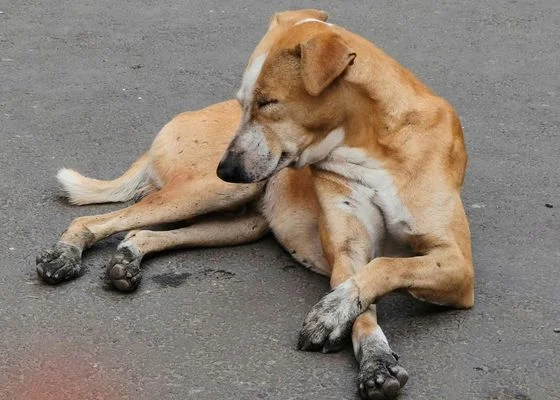 Donate for Steet Dog Food